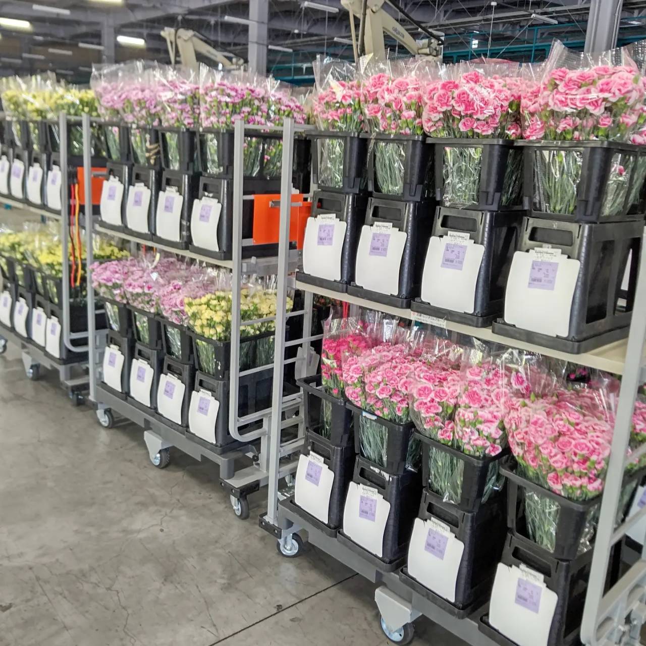 花き輸送は生産者の減少や需要の多様化、ドライバー不足などの課題が山積