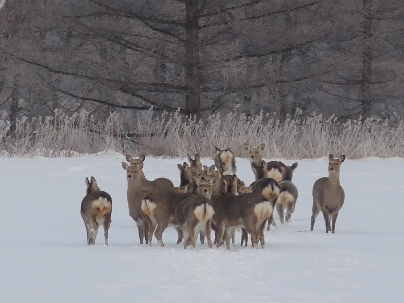 道の推定では、エゾシカの生息数は18年度から増加に転じ、24年度時点で73万頭いるとされる
