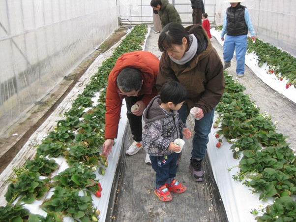 イチゴ狩りを楽しむ社員と家族