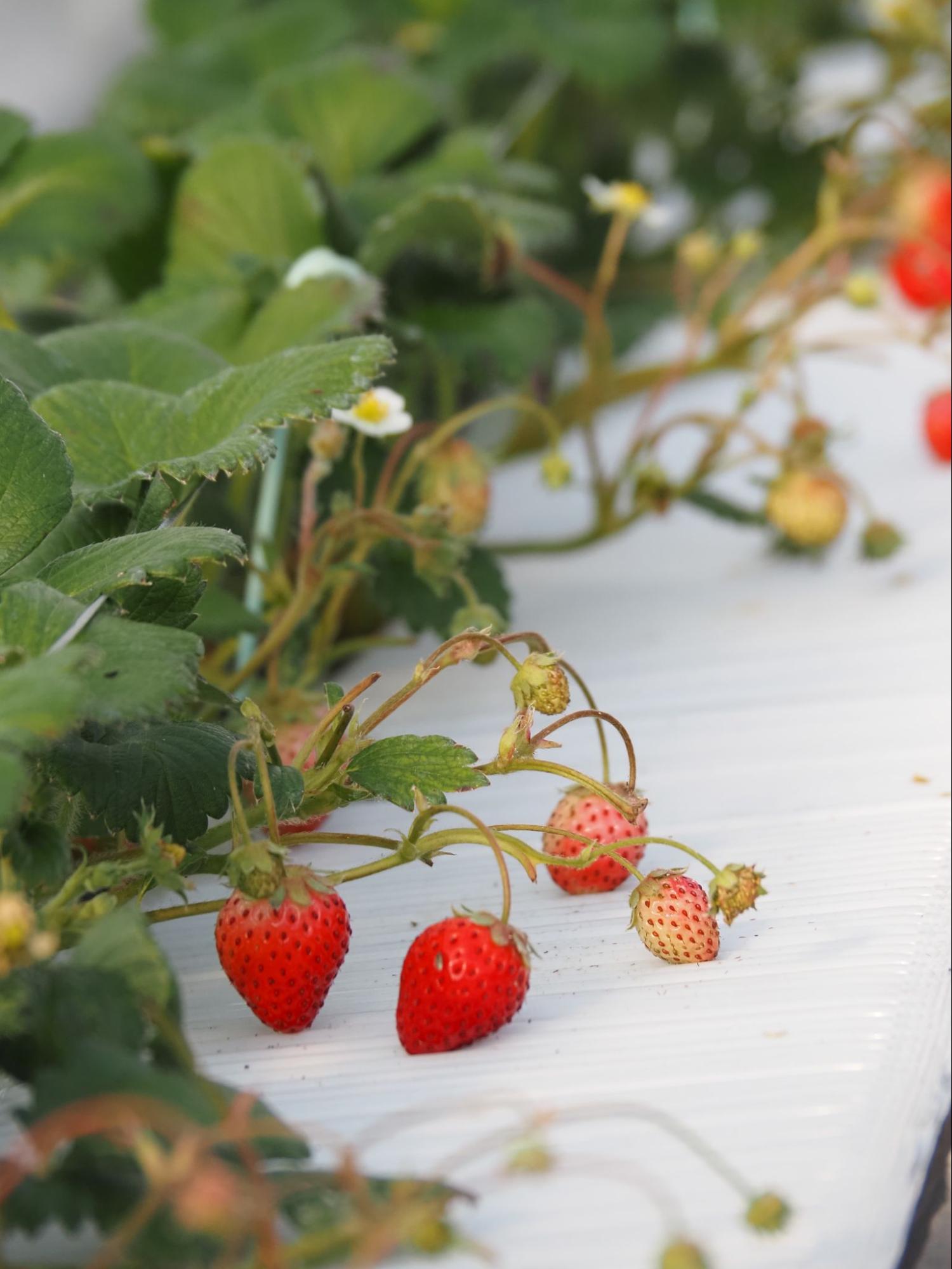 富岡など3拠点で「すず」「よつぼし」の両品種を生産