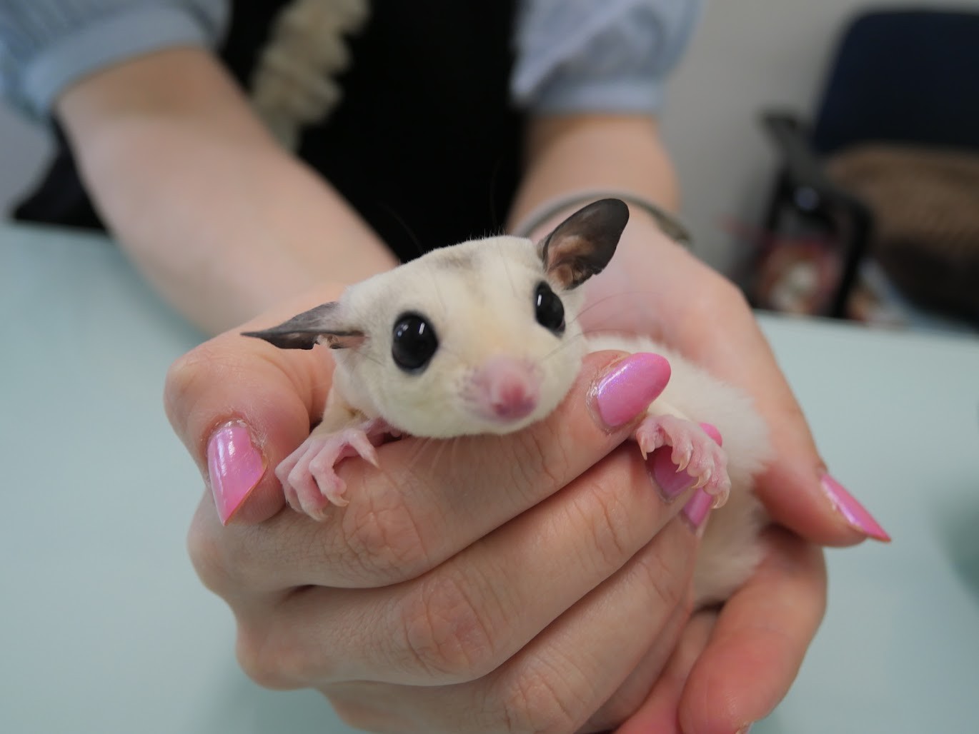 黒色の耳や長いしっぽ、大きな丸い目が特徴