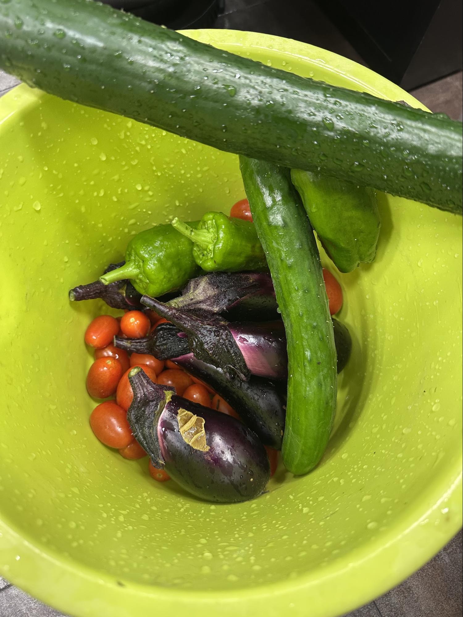 ナスやキュウリといったさまざまな野菜を収穫